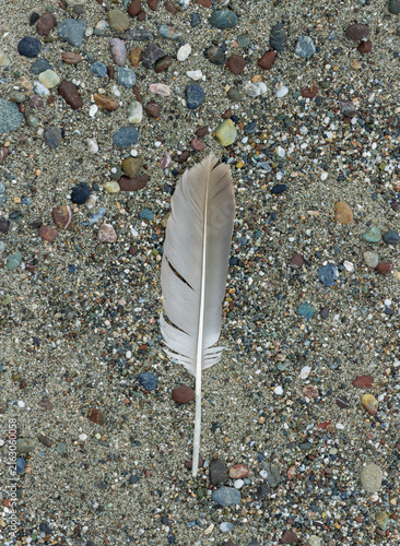 Single seagull feather resting on a pebbled sandy beach