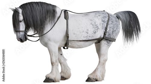 Photography Dappled grey shire horse with harness