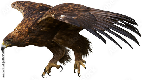 Canvastavla Golden eagle bird with spread wings and sharp talons