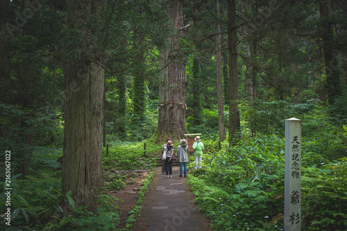 山形 羽黒神社 爺杉
