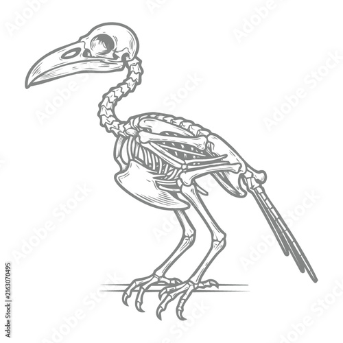 Bird Skeleton Perched on Branch Engraving Style Illustration