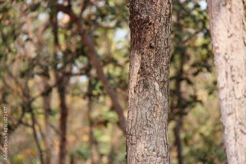 Canvas Print lizard on a tree in sukhothai in thailand