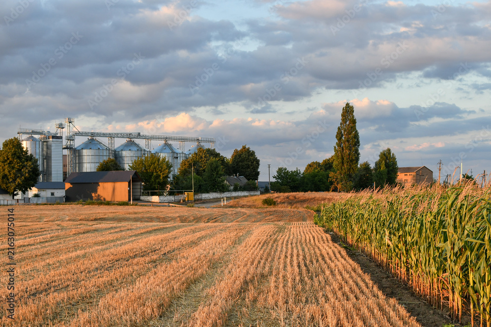 Naklejka premium Modern grain storage silos and green corn field, agricultural infrastructure and food production. Sunset view. 