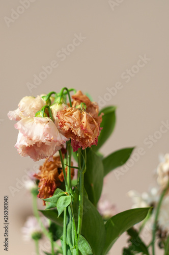 Close-up of a wilting bouquet of pink eustoma flowers with drying petals on a minimalist beige background