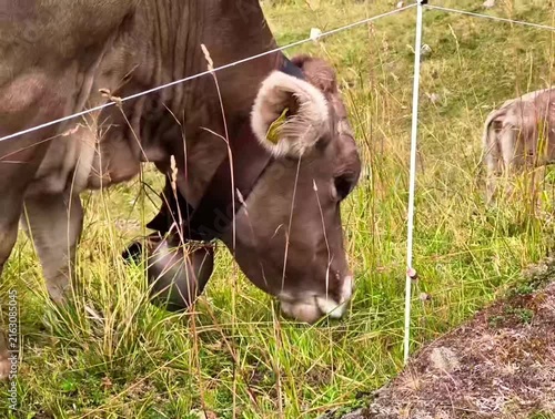 Close Up Brown Alpine Cow Grazing Green Grass in Pasture