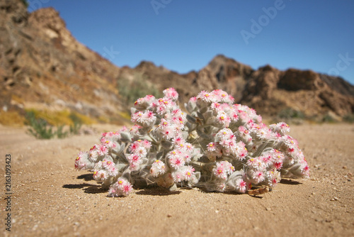 Suedwester Edelweiss, Helichrysum roseoniveum, in dried up riverbed, close 412