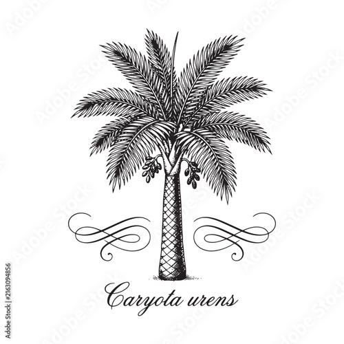 Detailed botanical illustration depicts a fishtail palm tree on a white background