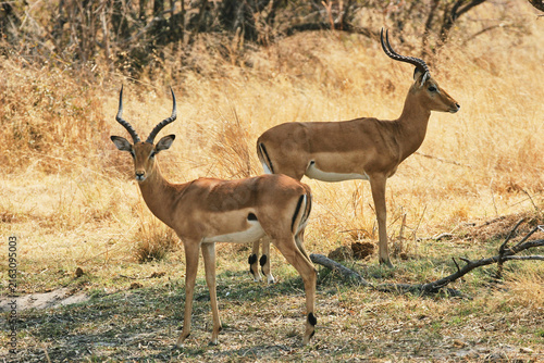 Cuadro en lienzo two impala antelopes, Aepyceros melampus, in savannah 999