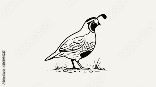Quail bird standing on ground with grass and soil isolated