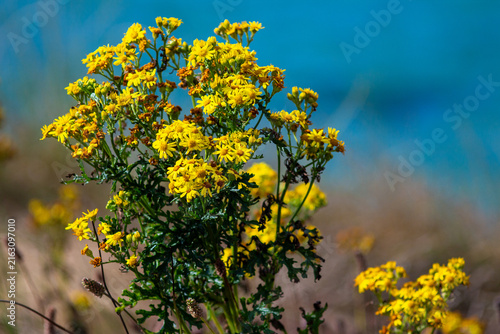 Cornwall: Atlantic Edge
