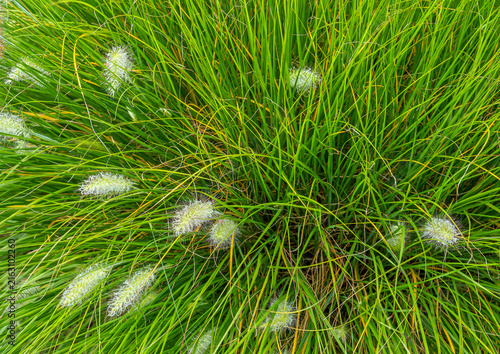 fountain grass, pennisetum alopecuroides, now often classified as cenchrus alopecuroides