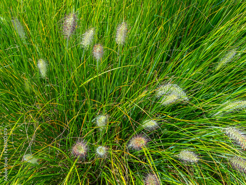 fountain grass, pennisetum alopecuroides, now often classified as cenchrus alopecuroides