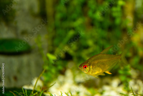 Lemon tetra Hyphessobrycon pulchripinnis swimming in a planted aquarium.