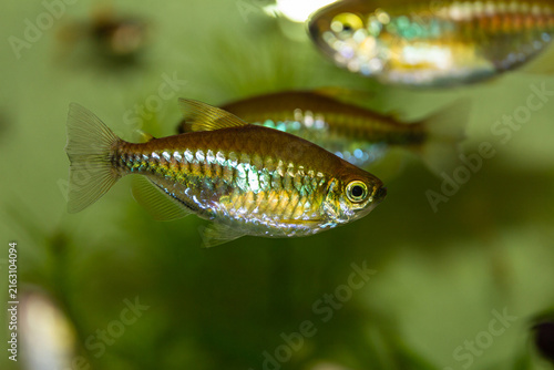 Congo tetra Phenacogrammus interruptus swimming in a planted tank.