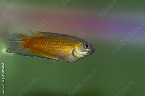 Roundtail paradisefish Macropodus ocellatus swimming in an aquarium.