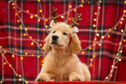 Adorable Golden Retriever puppy wearing festive holiday headband looking up curiously against cozy Christmas plaid backdrop.