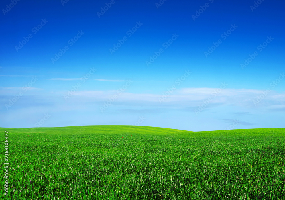 Fototapeta premium field on a background of the blue sky
