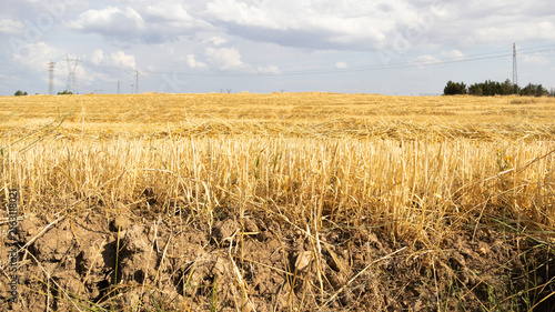 Campo de rastrojo de cereal cosechado con tierra seca y cielo nublado