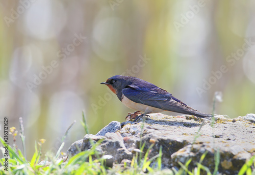 Foto Barn Swallow (Hirundo rustica) perched on a rough concrete surface in side profile, showing glossy steel-blue upperparts and a rufous throat patch