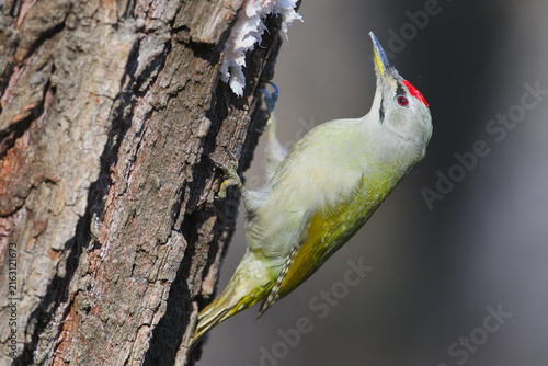Obraz na plátne Grey-headed Woodpecker (Picus canus) clinging to tree bark, looking upward towards fat placed on the tree