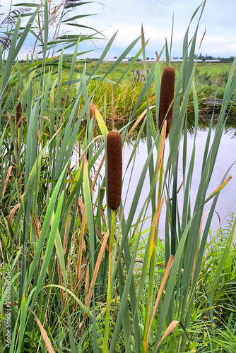 Cattails in a marsh pond with reeds and grasses on a calm summer day