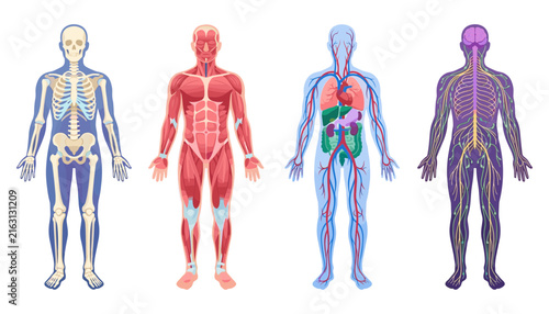 Fotografie Human anatomy vector set showing full body skeletal muscular circulatory intern
