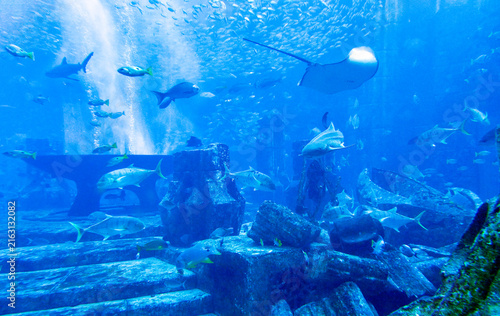 Underwater world in the big aquarium      