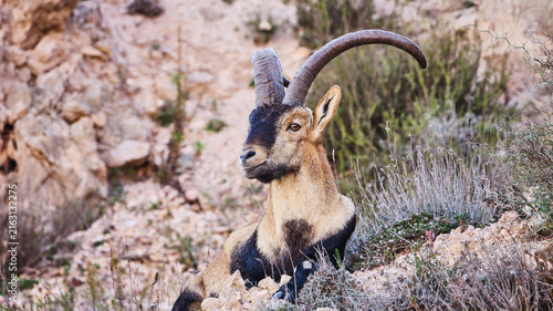 Obraz na plátně capital iberian ibex, Capra pyrenaica, portrait 279