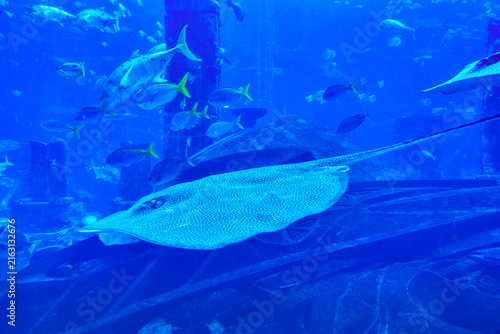 Underwater world in the big aquarium      