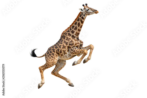 Photography Jumping giraffe isolated PNG, wild giraffe leaping with bent legs on transparent