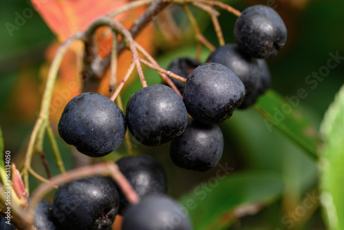 Black Chokeberry berries on shrub. It displays white flower clusters and glossy dark green leaves in the spring. In fall the leaves are tones of purple, red, and orange. It bears tart and bitter fruit