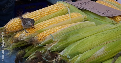 Obraz na płótnie A small sparrow steals and pecks raw yellow corn at a street food market