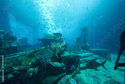 Underwater world in the big aquarium      