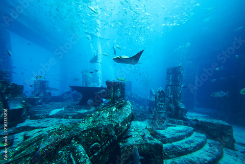 Underwater world in the big aquarium      