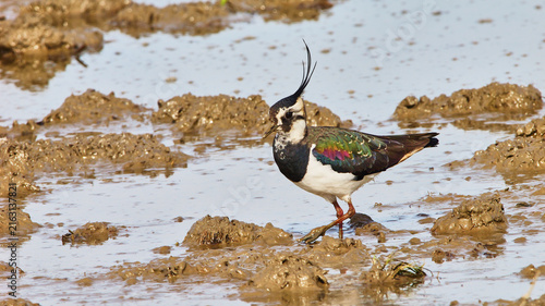 northern lapwing, Vanellus vanellus in shallow water 821
