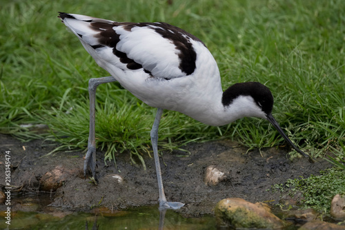 Принти на полотні The Pied Avocet (Recurvirostra avosetta).