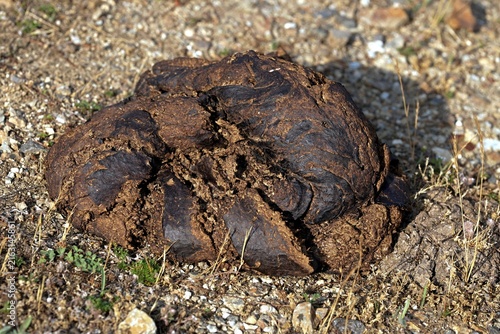 фотографія A pile of fresh cow manure on the ground