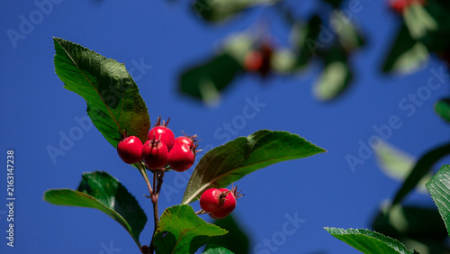 Cluster of red berries on leafy branches against a clear blue summer sky