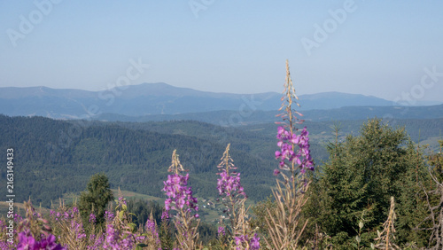 Cuadro en lienzo Outdoor stock photo of vibrant pink fireweed blossoms growing on a scenic mountain slope overlooking a lush green valley and distant mountain ranges under a clear sky