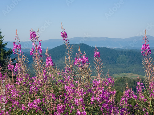 Cuadro en lienzo Outdoor stock photo of vibrant pink fireweed blossoms growing on a scenic mountain slope overlooking a lush green valley and distant mountain ranges under a clear sky