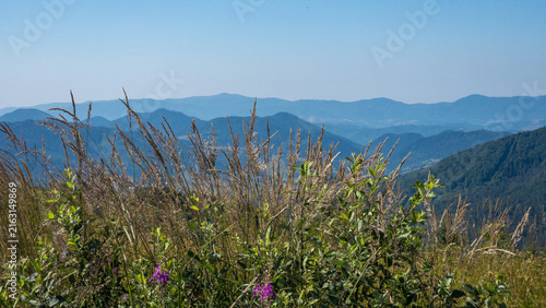Фотография Close-up shot of golden dry wild grass swaying in the wind on a mountain peak with blurred blue mountain ranges in the background under daylight