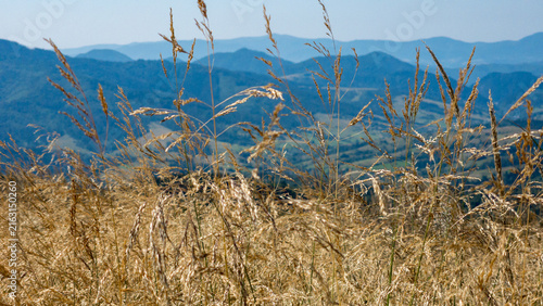 Foto Close-up shot of golden dry wild grass swaying in the wind on a mountain peak with blurred blue mountain ranges in the background under daylight