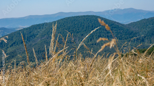 Obraz na plátne Close-up shot of golden dry wild grass swaying in the wind on a mountain peak with blurred blue mountain ranges in the background under daylight