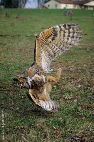 Obraz na plátne 01116-00106 Great horned owl (Bubo virginianus) caught in barbed wire fence   IL