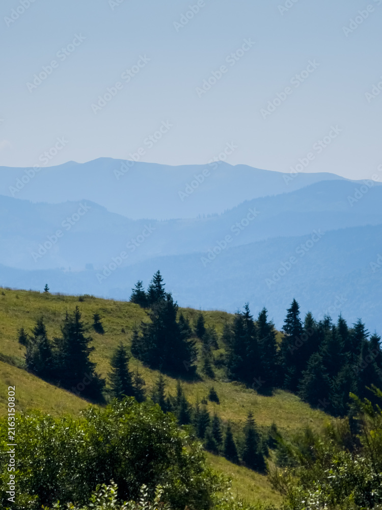 Obraz premium High-angle scenic landscape view of lush green mountain slopes, pine trees scattered on a grassy meadow, and distant hills under a blue sky on a sunny day.