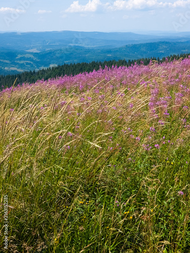 Obraz na płótnie Close up outdoor stock photo of vibrant pink fireweed (Chamaenerion angustifolium) blooming in abundance on an alpine mountain meadow with green hills and bright blue sky in the background