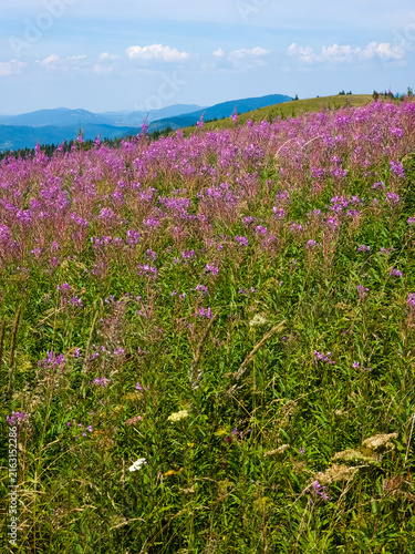 Foto Close up outdoor stock photo of vibrant pink fireweed (Chamaenerion angustifolium) blooming in abundance on an alpine mountain meadow with green hills and bright blue sky in the background