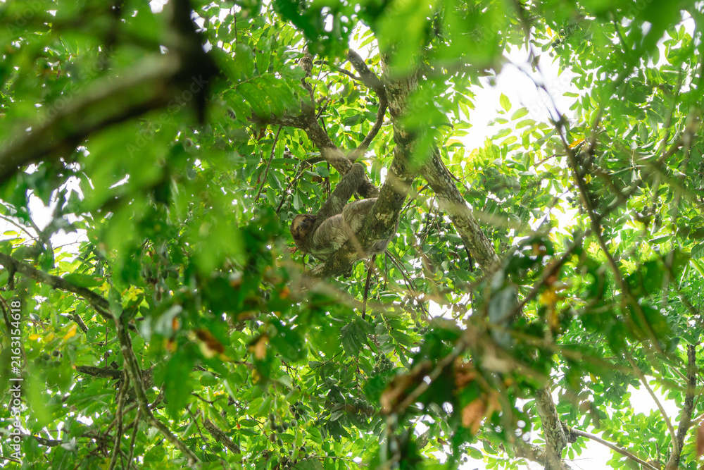 Naklejka premium Sloth resting upside down in rainforest tree canopy