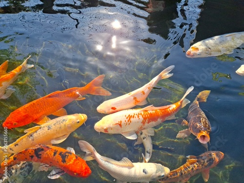 Obraz na plátně Colorful koi carp swimming in a garden pond