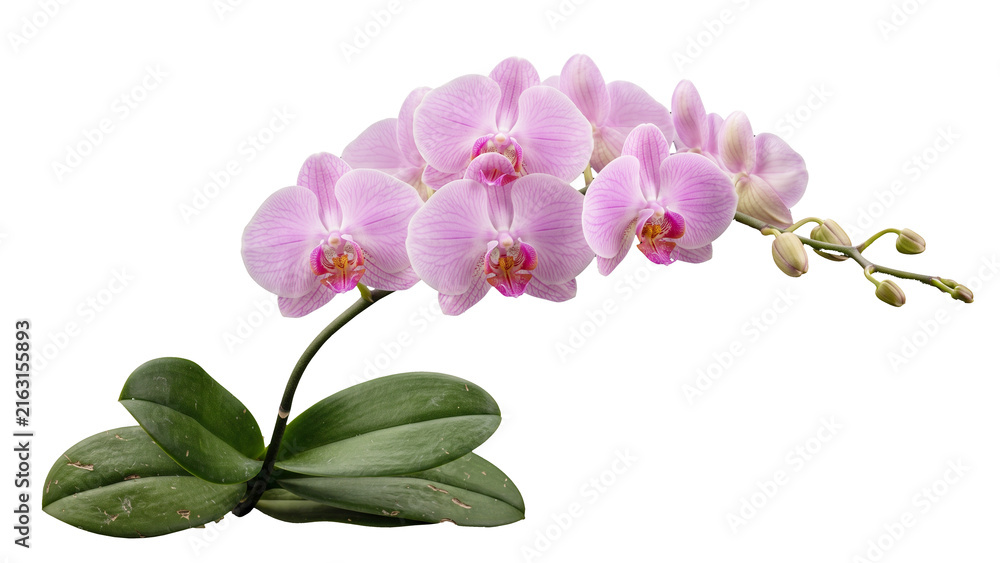 Fototapeta premium Elegant pink orchid flowers isolated on transparent background, delicate floral arrangement for wedding and botanical designs